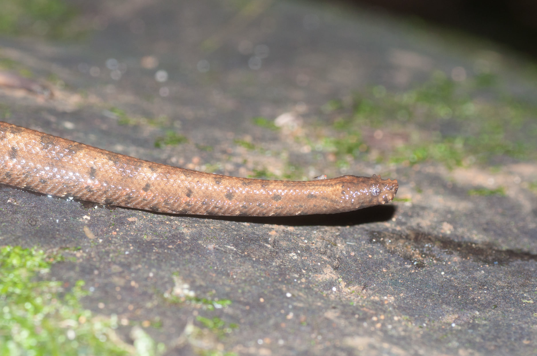 Northern Eyelash Boa at Tesoro Escondido